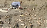 En mand i ud arkæologisk udgravning, som børster i knogler han har fundet