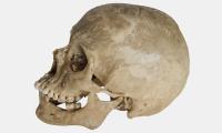 Human skull - skelet